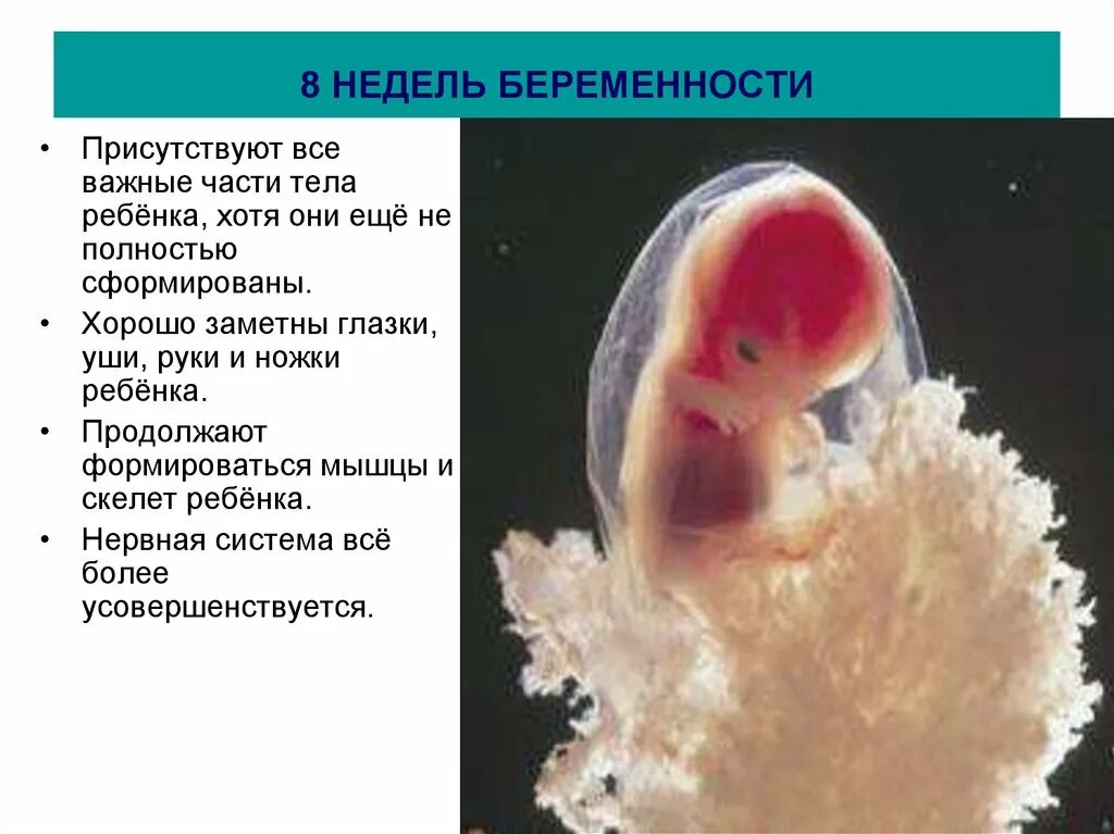 Эмбрион на 8 акушерской неделе. Ребёнок на 8 неделе беременности. Размер ребенка на 8 неделе. Эмбрион 7-8 недель размер. Как выглядит ребенок на 8 неделе