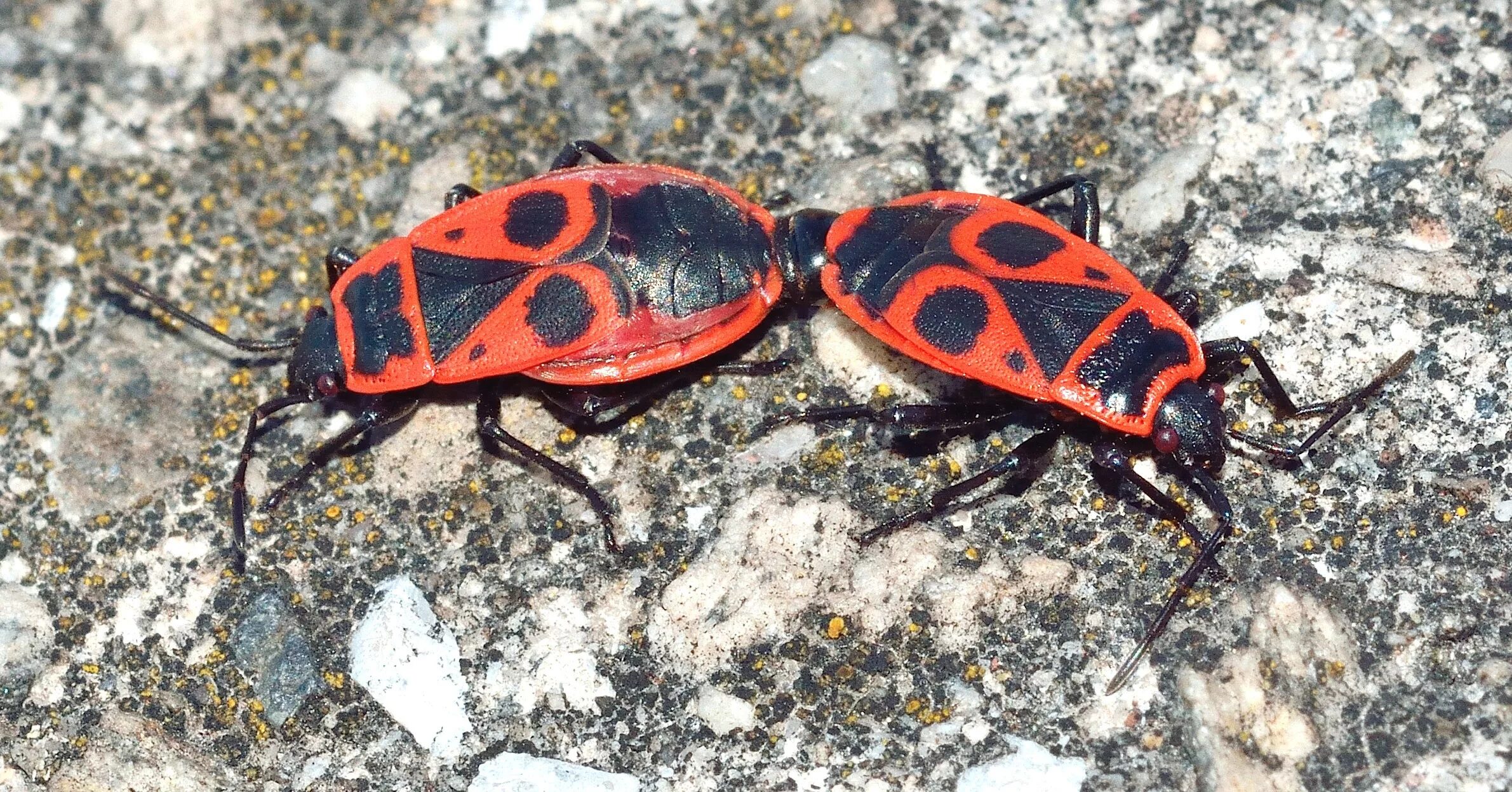 Насекомые солдатики фото. Клоп-солдатик – Pyrrhocoris apterus. Жук красноклоп солдатик. Жук пандерус. Жук пожарник клоп солдатик.