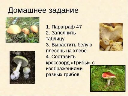 Вопросы про грибы