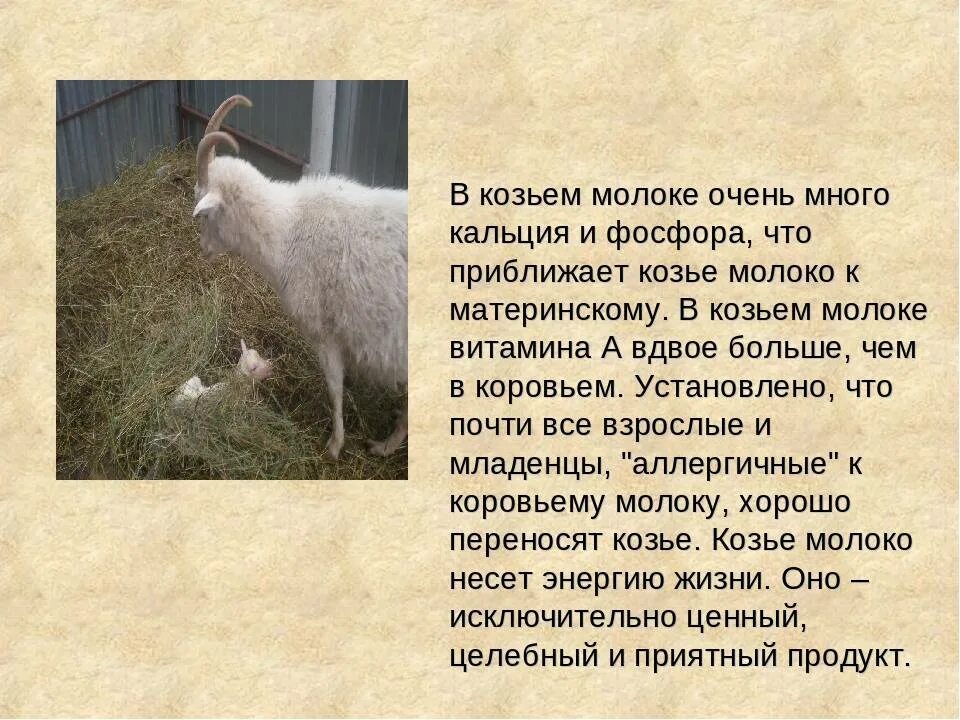 Молоко от козы. Козье молоко при. Коза польза. Какую пользу человеку приносит коза. Козье молоко реклама.