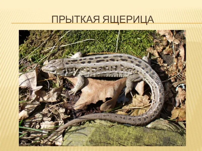 Ящерица красной книги. Прыткая ящерица меланист. прыткая ящерица класс. прыткая ящерица красная книга. ящерицы удмуртии.