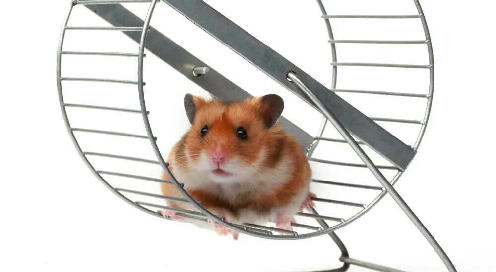 Hamsterrad. хомяки джунгарики. Hamster 04 07. джунгарский хомячок. фон с хомячками.