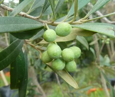 Olea europaea fruit extract