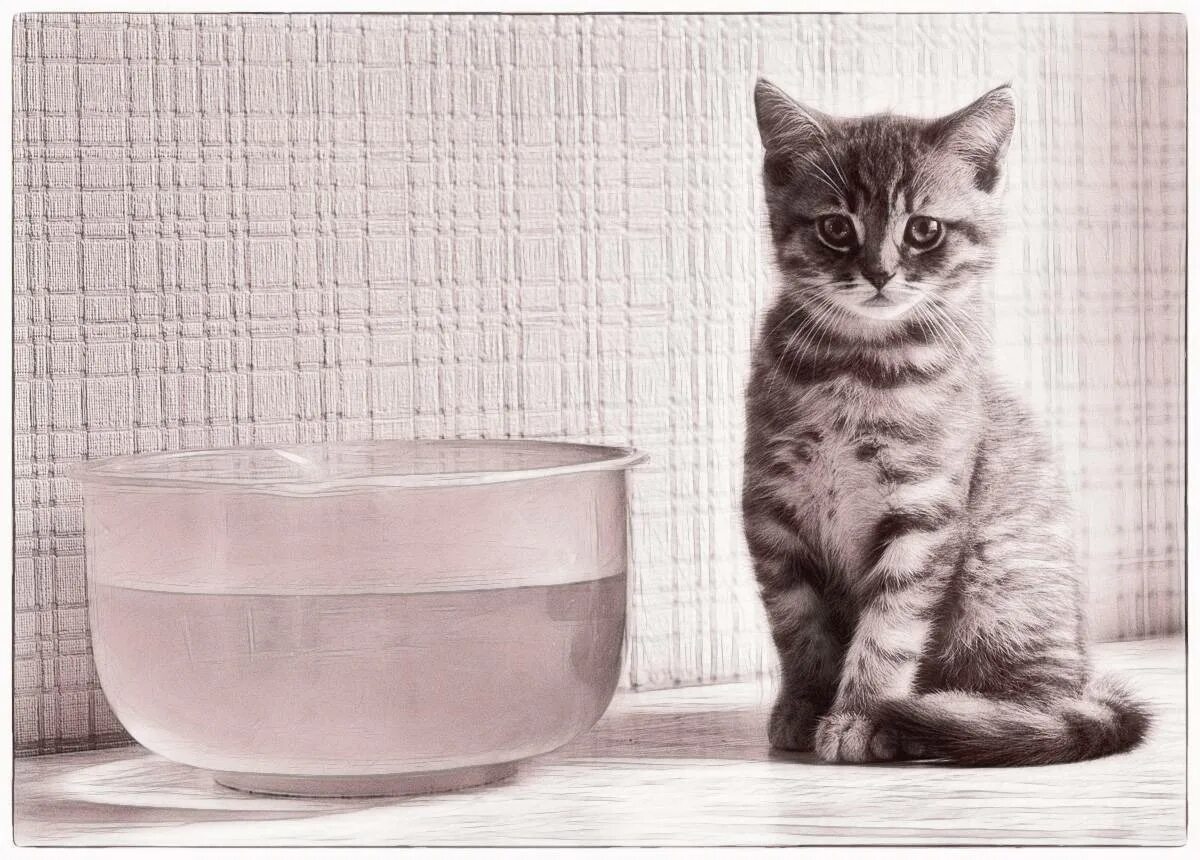 Почему котенок не пьет. Миска для кота. Кошка возле миски. Котик с миской. Вода в миске для кота.