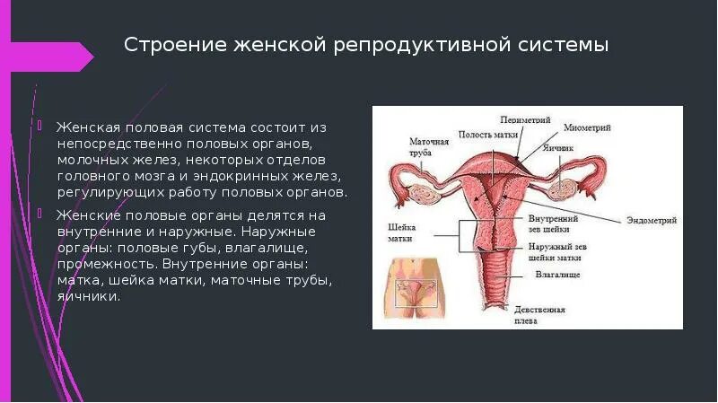 Строение женской репродуктивной системы. Строение репродуктивной системы женщины. Женский половой орган. Женская репродуктивная система анатомия. Железа женские органы
