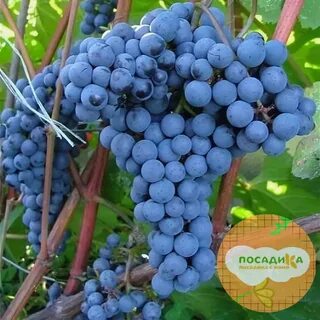 Кишмиш красень
