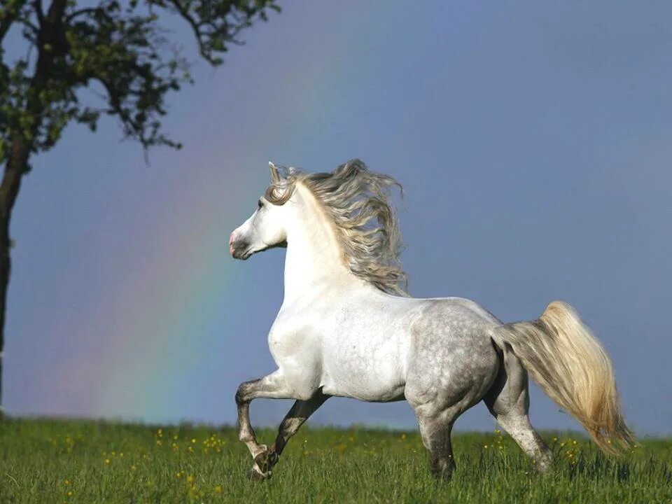 Серая в яблоках лошадь. Кони в яблоках. Белый конь. Лузитано лошадь. Кони в яблоках песня слушать