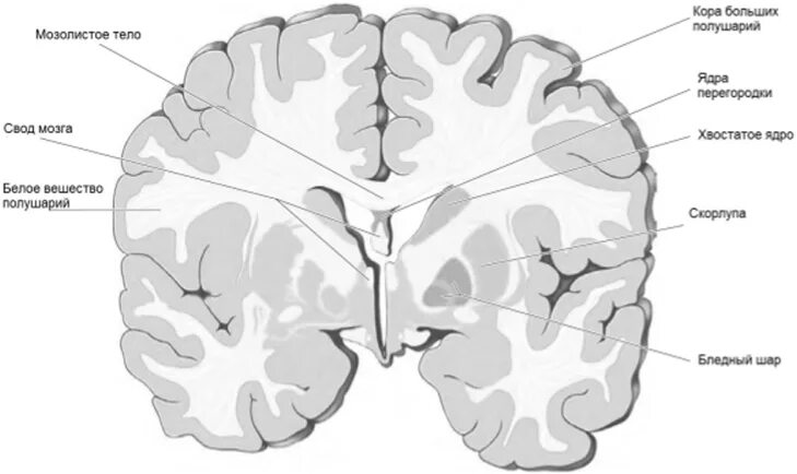 Ядра полушарий большого мозга. Белое вещество и мозолистое тело головного мозга. Хвостатое ядро и мозолистое тело. Серое и белое вещество головного мозга анатомия. Конечный мозг базальные ядра структуры.