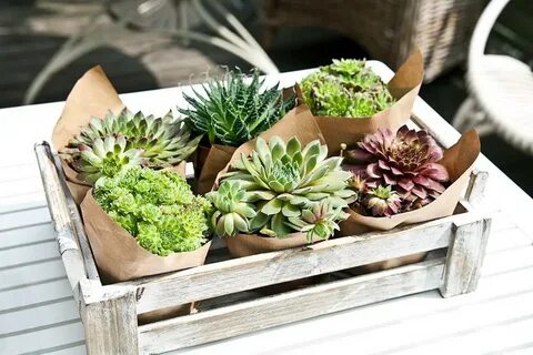 Суккуленты комнатные