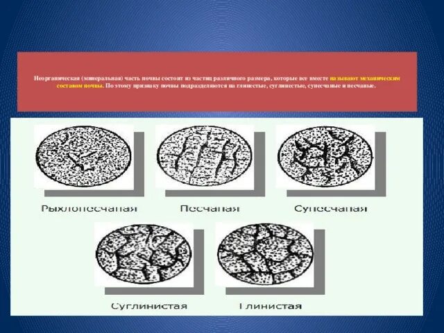 Почва образуется из минеральных частиц