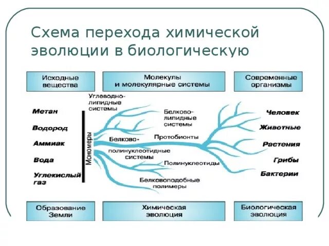 Этапы эволюции схема. Этапы биохимической эволюции схема. Схема этапы биологической эволюции. Схема перехода от химической эволюции к биологической. Основные этапы биологической эволюции на земле.