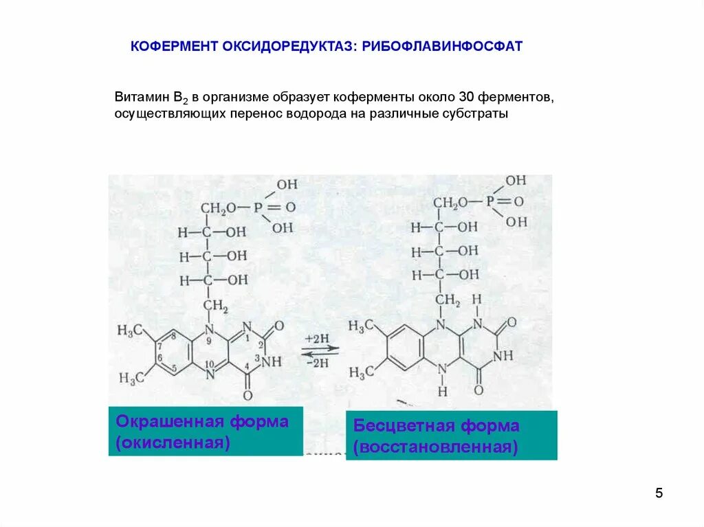 Коферменты водорастворимых витаминов. Кофермент витамина в2. Витамин кофермент оксидоредуктаз. Витамины, необходимые для синтеза коферментов оксидоредуктаз.