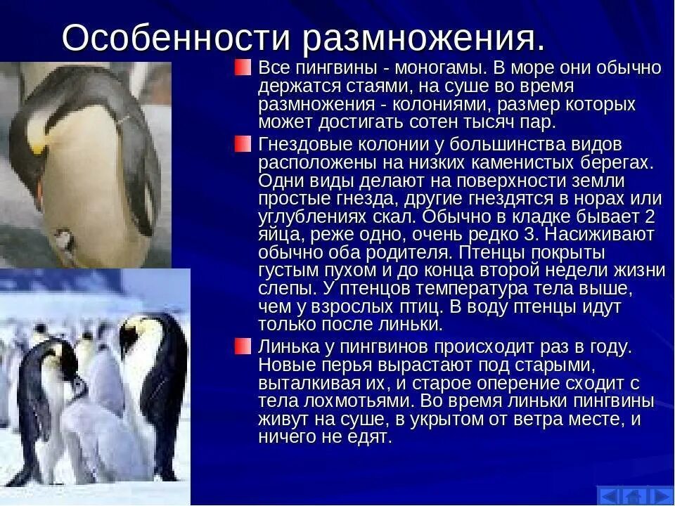 Появление птенцов в колонии пингвинов признак. Описание пингвина. Общая характеристика пингвинов. Признаки пингвинов. Краткая характеристика пингвинов.