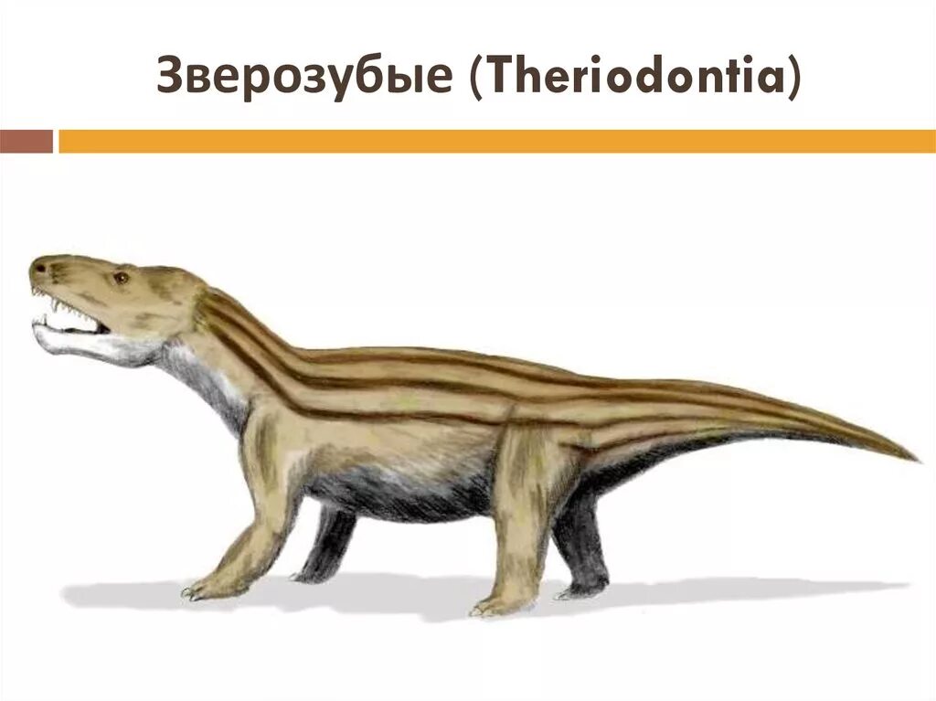Зверозубые пресмыкающие. Зверозубые ящеры териодонты. Зверозубые рептилии. Синапсиды цинодонты.