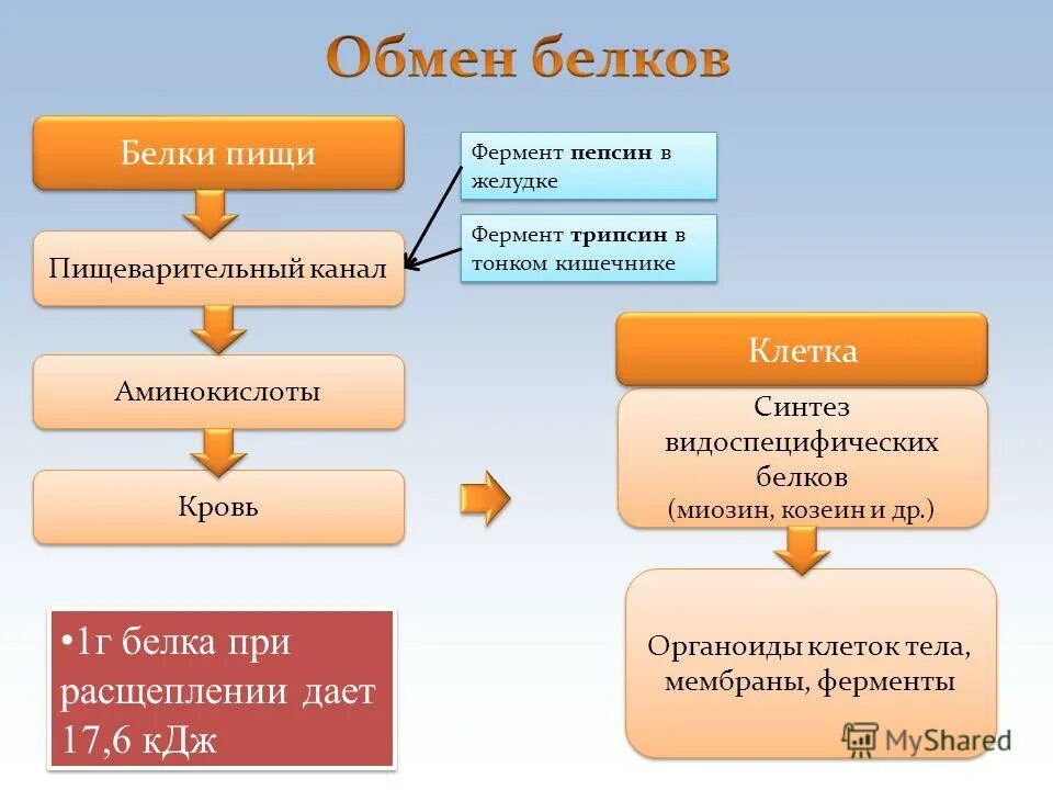 Обмен жиров схема 8 класс. Схема обмена веществ жиров. Обмен жиров последовательность. Обмен белков белки пищи пищеварительный канал.