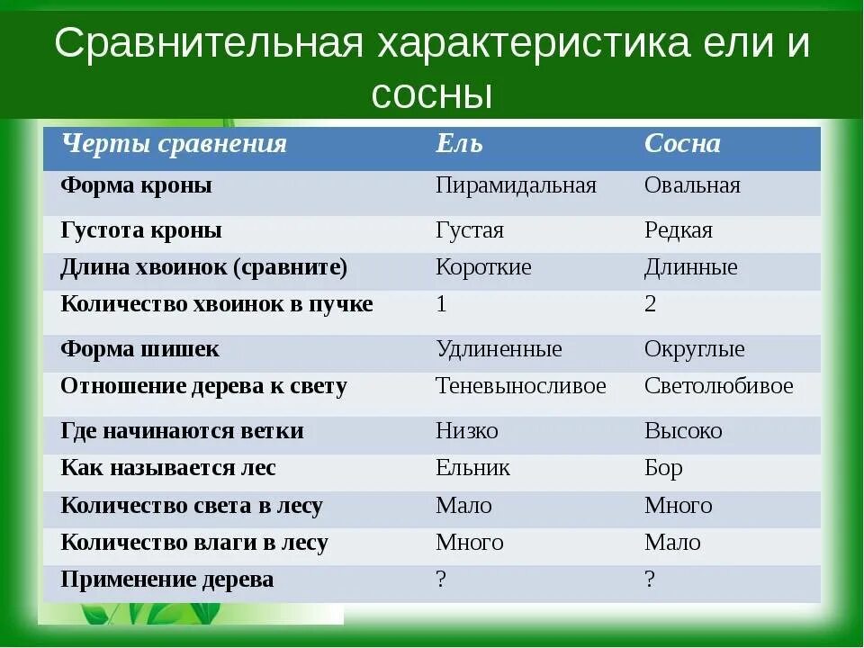 Сравнительная характеристика ели и сосны. Характеристика сосны и ели. Сравнение ели и сосны. Форма кроны у сосны и ели. Какие внутренние различия существуют