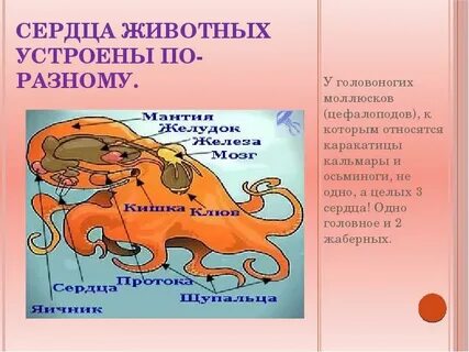 У какого животного 4 сердца