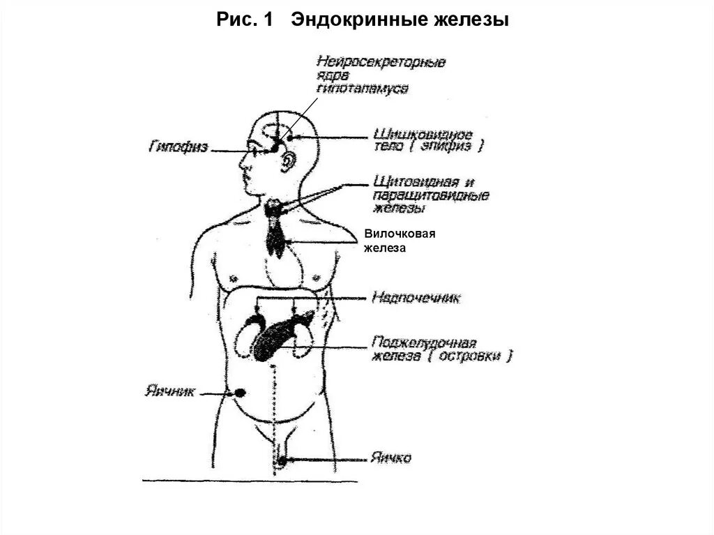 Система желез внутренней секреции человека. Эндокринная система железы внутренней секреции схема. Название желёз внутренней секреции на изображение. Схема расположения эндокринных желез человека.