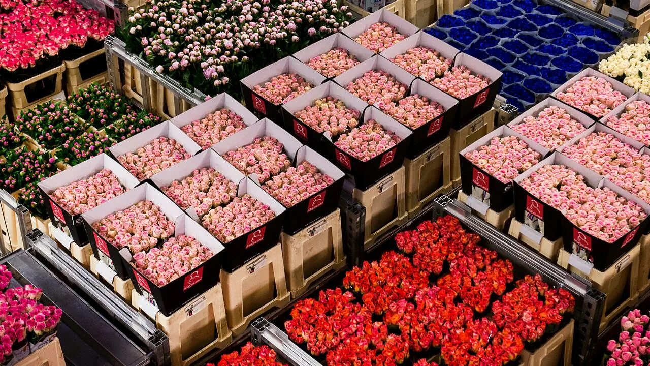 Закупки растений. Цветочный аукцион FLORAHOLLAND В Голландии. Цветочная биржа в Голландии.