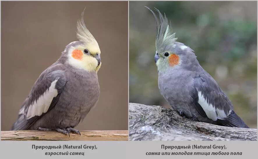 Корелла самка и самец. Самка кореллы природного окраса. Попугай корелла. Попугай корелла лютино самка.