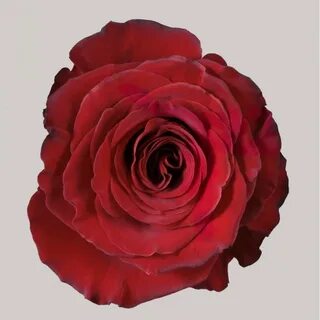 Rose hurt