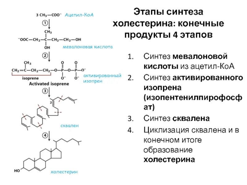 Последовательность реакций биосинтеза. Синтез сквалена из мевалоновой кислоты. Синтез холестерола из мевалоновой кислоты. Биосинтез холестерина до мевалоновой кислоты ферменты. Сквален в синтезе холестерина.