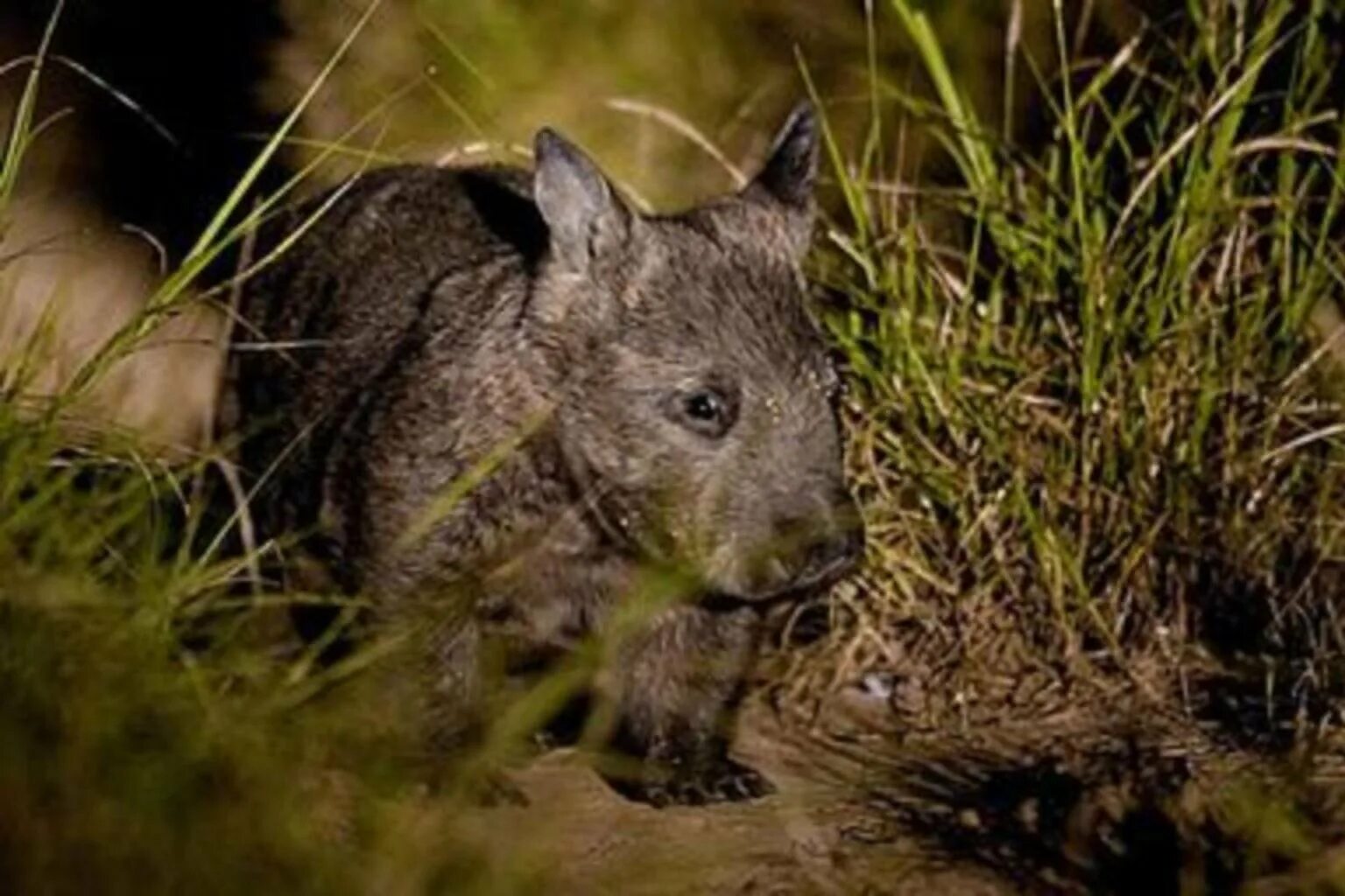 Северный длинношерстный вомбат. Животные вурнар. Телёнок живопись. Даниэль кэслер художник корова. Животные вурнар.