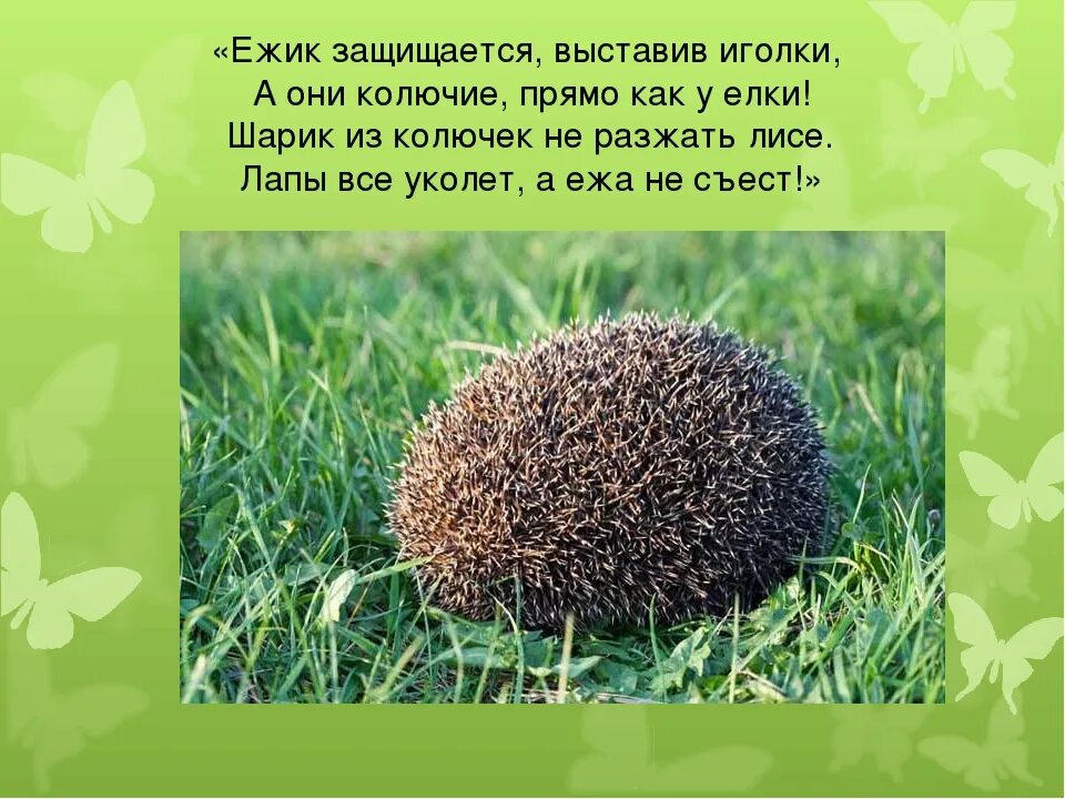 Ежик краткое содержание. Описание ежика. Повадки ежа. Рассказ про ежа. Еж защищается.