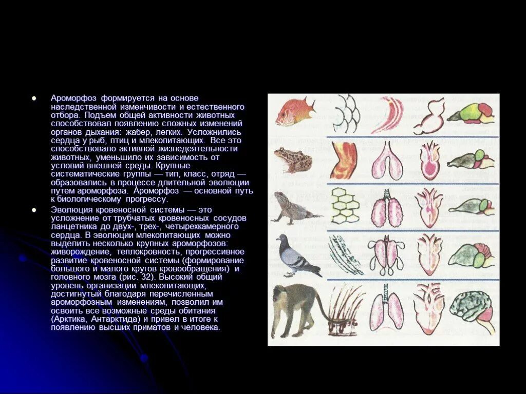 Эволюционные изменения птиц. Ароморфоз. Ароморфозы сердца млекопитающих. Ароморфозы сердца у животных. Сердце животных в процессе эволюции.