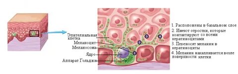 Клетки содержат пигмент меланин