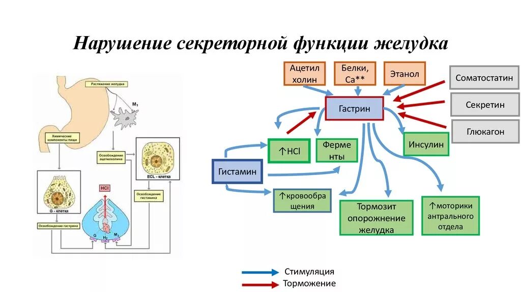 Защитные секреторные функции выполняют. Защитные секреторные функции выполняют