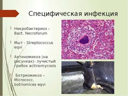 Специфические инфекции