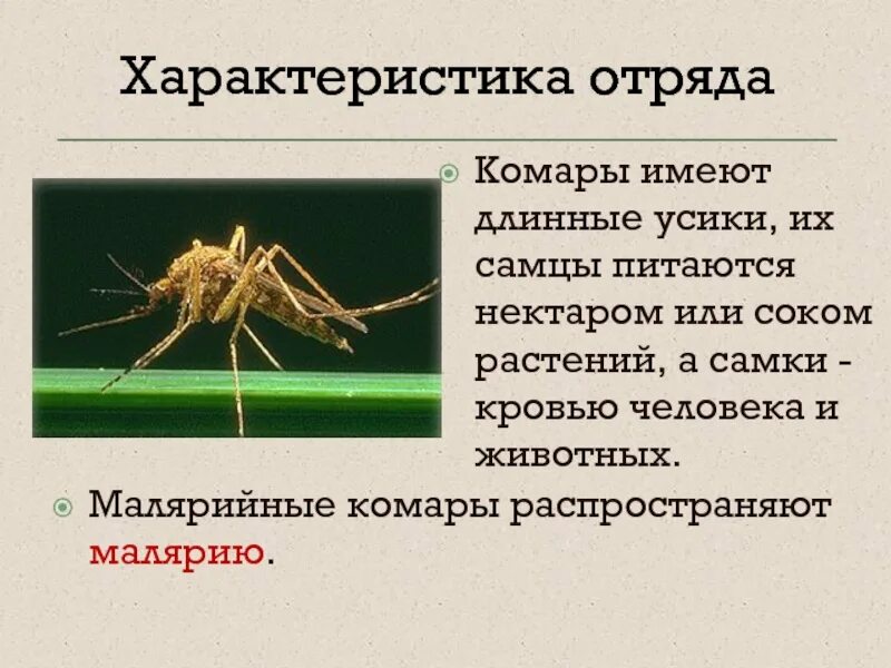 Строение комара обыкновенного. Комар характеристика. Презентация на тему комар. Презентация про комаров. Комар малярийный комар членистоногие двукрылые