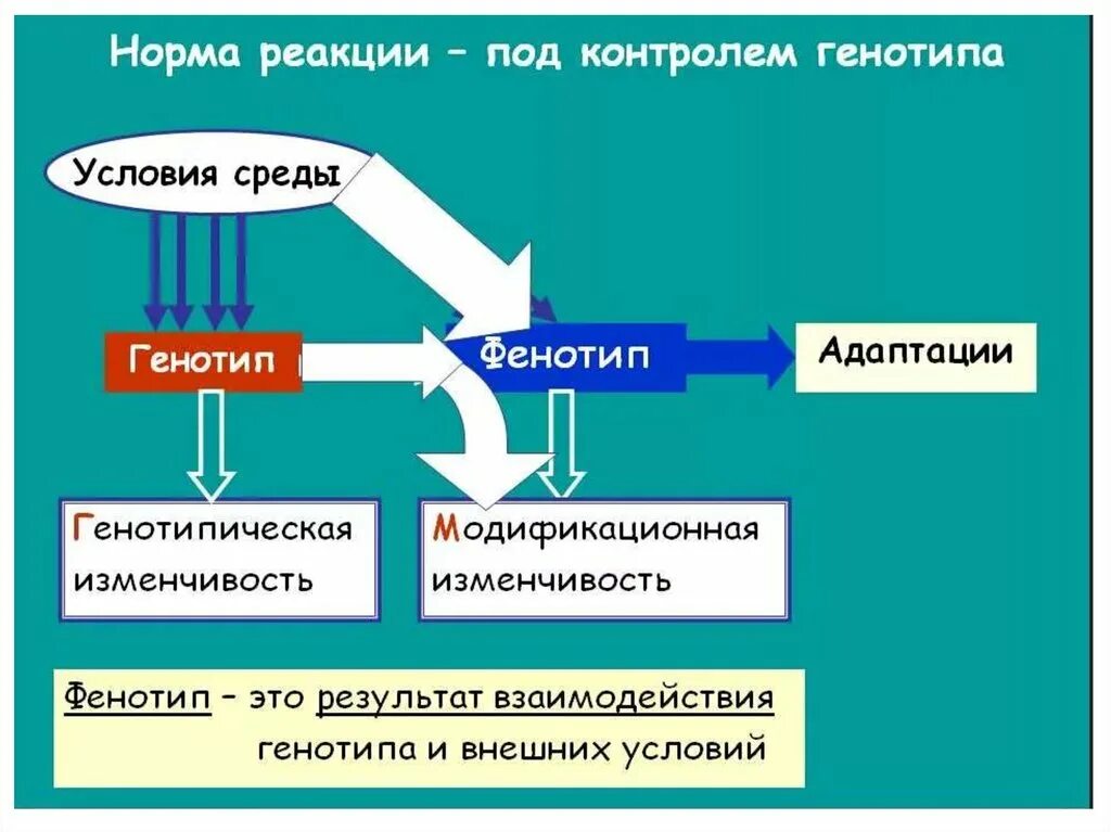 Норма реакции. Понятие нормы реакции. Норма реакции это в генетике. Норма реакции примеры.