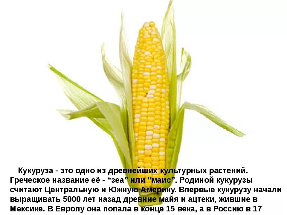 Объясните смысл фразы кукуруза используется. Кукуруза описание растения 2 класс. кукуруза культурное растение доклад. сообщение о кукурузе. кукуруза доклад.