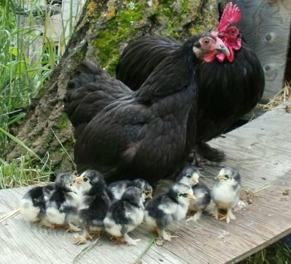 Доминант плимутрок. Виандот куропатчатый. Породы кур с цыплятами. Породы кур с цыплятами. Куры пекинская бентамка.