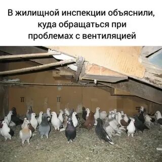 Голубятня на чердаке