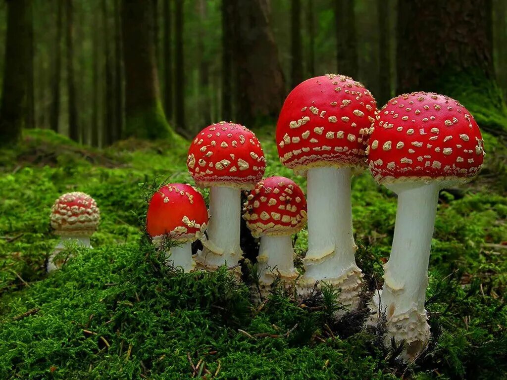 Аманита Мускария. Грибы Аманита Мускария. Мухомор красный (Amanita muscaria). Мухомор Аманита Мускария зеленый. 14 1305 mushroom