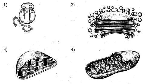 Рисунок клеточные органоиды - 71 фото