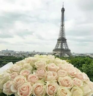 Rose paris