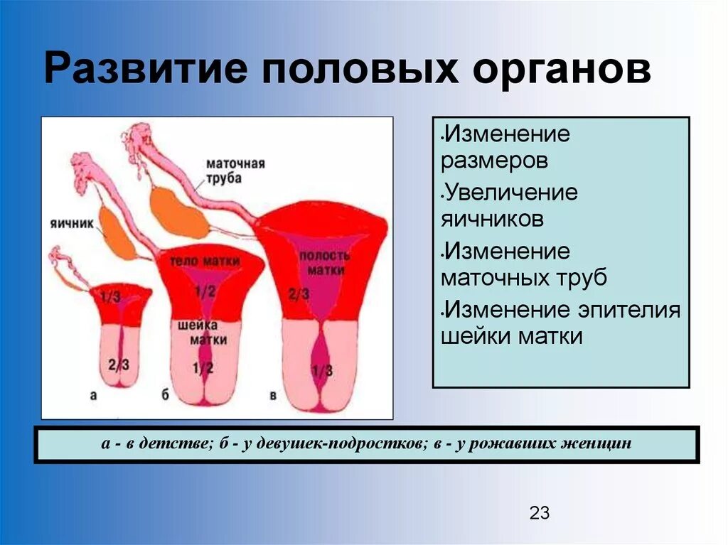 Проток мюллера эмбриогенез. Стадии развития женской половой системы. Половая дифференцировка эмбриогенез. Формирование наружных половых органов. Формирование половых.