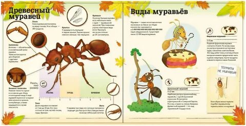 Дети муравьев