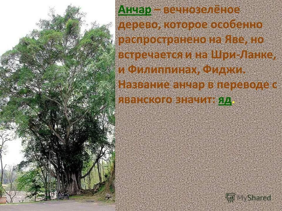 Анчар дерево. Остров Ява дерево Анчар. Дерево Анчар ядовитый. Анчар ядовитое ли это дерево.