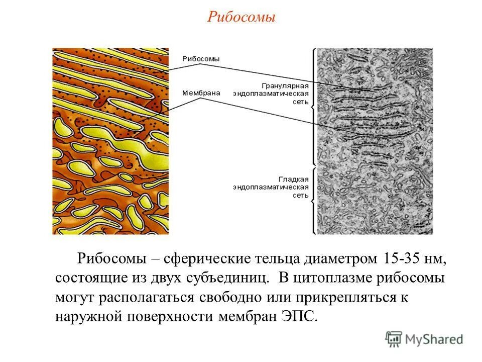 Эндоплазматическая сеть с рибосомами функции. Рибосома малая и большая субъединица. Эпс состоит из двух субъединиц. Рибосомы 5 класс биология. Строение рибосомы клетки.