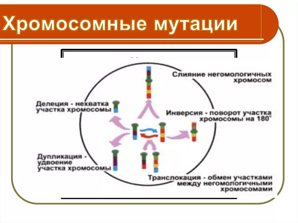 Мутации слияния негомологичных хромосом. Мутационная изменчивость хромосомные мутации. Обмен участками негомологичных хромосом. Обмен участков между негомологичными хромосомами. Поворот хромосом на 180 градусов