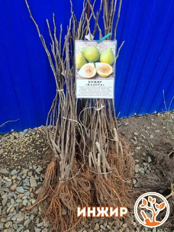 Садовый центр зеленый сад клинцы. Цветы саженцы. Гарден класс саженцы отзывы покупателей. Гарден класс саженцы отзывы покупателей. Плодовка гарденвуд.