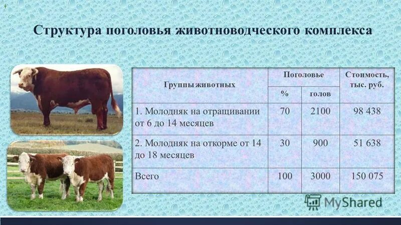 Можно ли считать крупный рогатый скот промежуточным. Поголовье крупного рогатого скота. Разведение крупного рогатого скота. Структура поголовья КРС. Показатели воспроизводства коров.