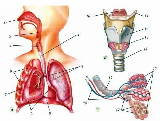 В какую систему органов входит гортань. Горло гортань трахея анатомия. Гортань глотка трахея строение. Дыхательная система человека гортань анатомия. Носоглотка гортань трахея.