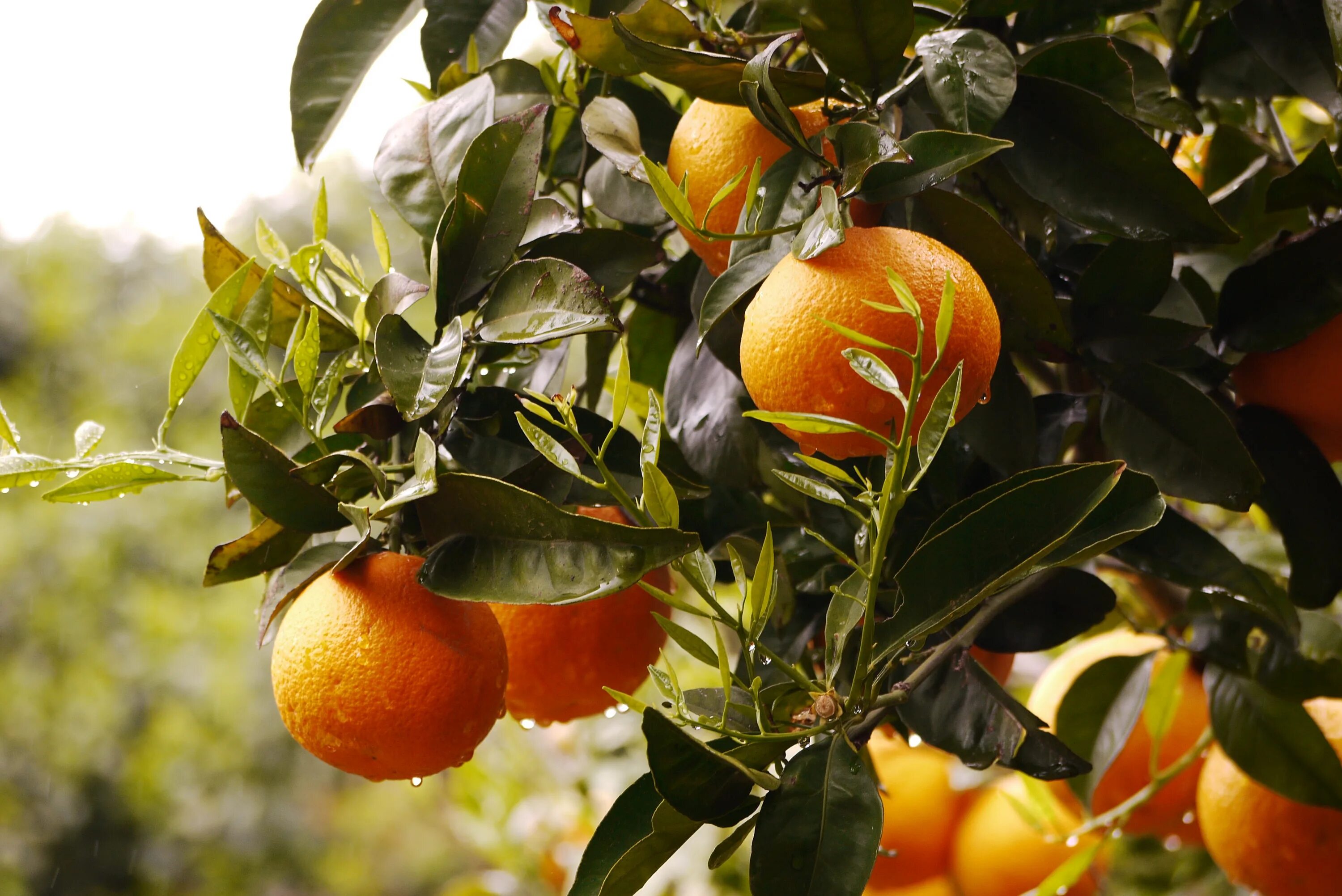 Куст мандарина. Каламондин фрукт. Апельсин (Citrus sinensis). Абхазия Мандариновая роща. Мандариновое дерево в Абхазии.