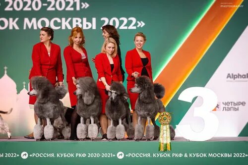 Кубок ркф 2020 кубок москвы 2022. Ходатайство от нкп об кинологической деятельности. Положение о титулах ркф 2021. Чемпион производитель ркф. Ркф о племенной деятельности.